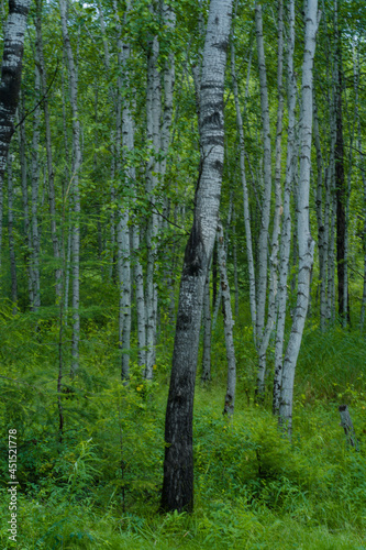 Inside view of a white birch forest in Greater Khingan Mountains, in Inner Mongolia, China, summer time.