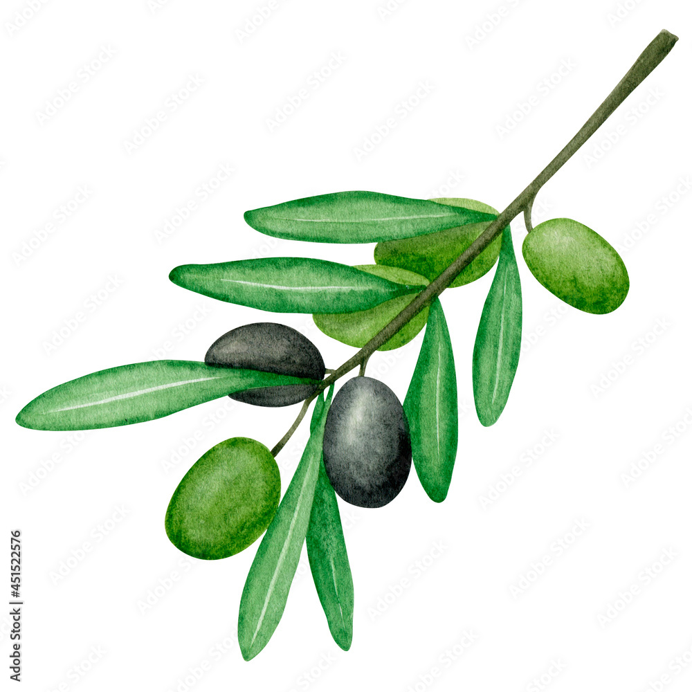 Watercolor black and green olives branch art. Botanical illustration. Isolated element. Kitchen Italian decoration. Mediterranean art. Isolated clipart element on white background