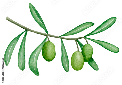 Watercolor green olives branch illustration. Botanical art. Isolated element. Kitchen decoration. Mediterranean print. Isolated clipart element on white background