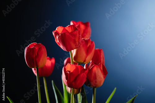 red tulips on blue background  empty space for text  frontal view