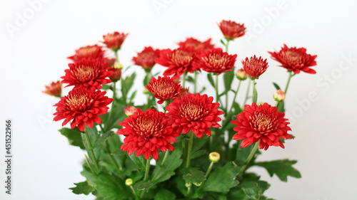 Red Chrysanthemum plant on white background. photo