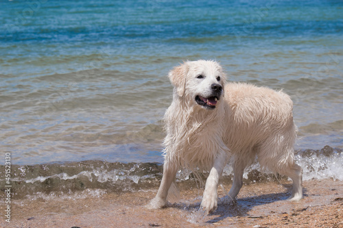 a Labrador swims in the sea. the dog is playing in the water. wet fur