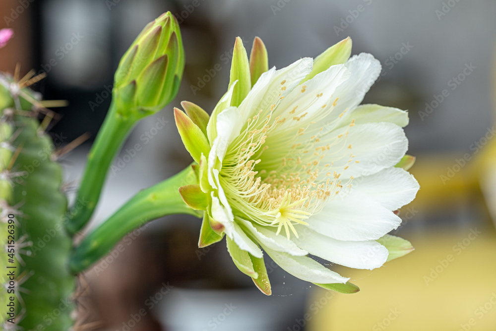 Fototapeta premium Cactus flower Bloom in the morning