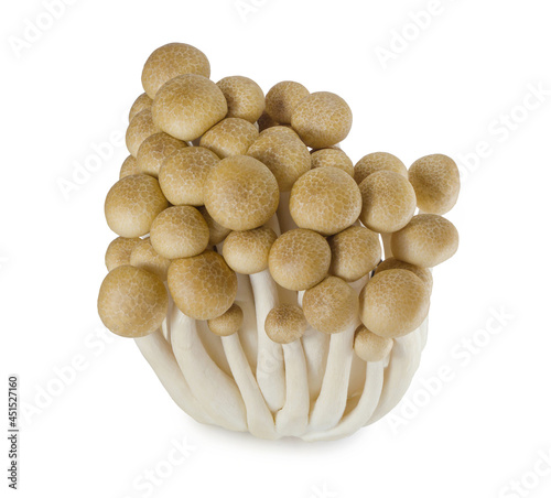 Raw mushrooms Agrocybe aegerita or Yanagi Mutsutake isolated on white background. photo