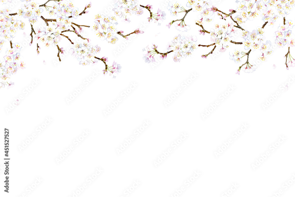 A vector frame made of cherry blossom branch A vector frame made of cherry blossom branch
