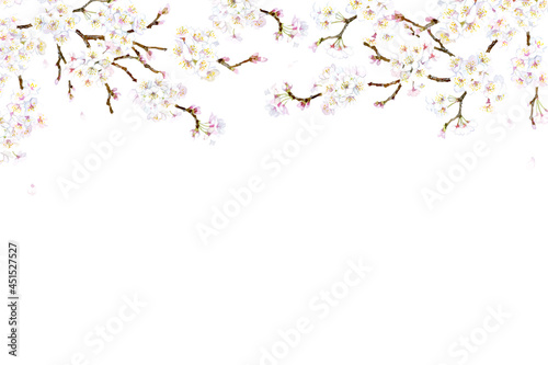 A vector frame made of cherry blossom branch