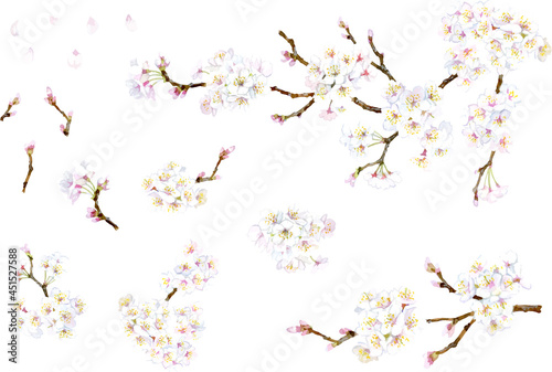 A set of illustration elements of cherry blossoms