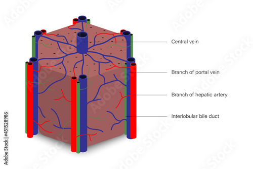 Liver lobules hexagonal shape with branch of potal vein, branch of hepatic artery and interlobular bile duct. Digestive organ. Medical education.