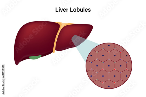 Human liver anatomy with liver lobules. Digestive organ. Medical education.