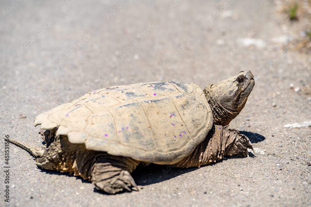Fototapeta premium Common Snapping Turtle crawling on land. 