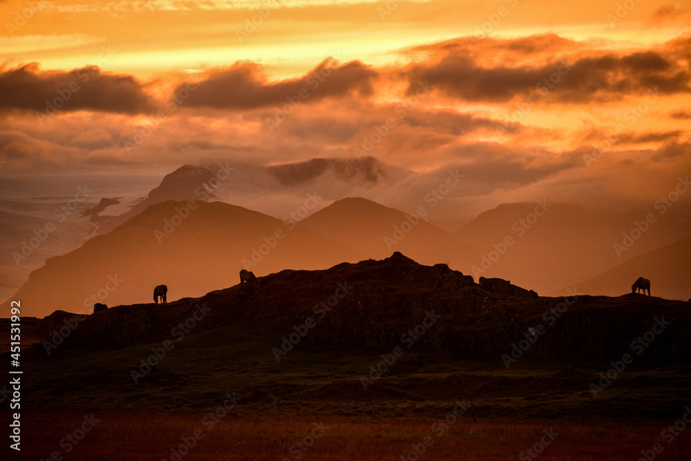 Silhouette of Icelandic horses grazing at sunset on a rocky mound in front of the huge glaciers tumbling down the ice cap just before the village of Höfn, southeast Iceland