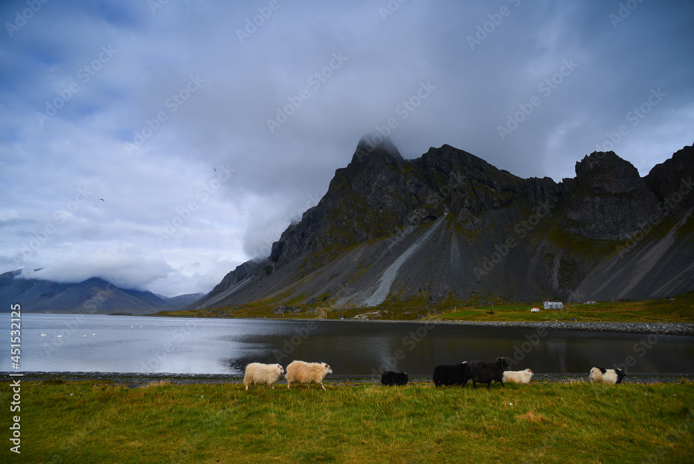 A flock of Icelandic sheep roam the grassy shore while seagulls fly above and white swans swim in the lagoon at Hvalnes Nature Reserve Beach, Eystrahorn, East Iceland