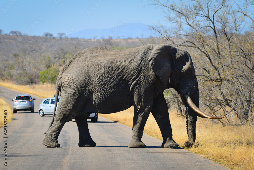 Fototapeta Słoń afrykański przechodzący przez główną drogę w południowym Parku Narodowym Krugera w RPA