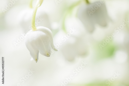 Blooming lily of the valley flowers. Natural floral background. Soft focus