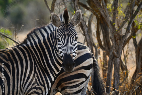 Burchell s zebras on the woodlands of southern Kruger National Park  South Africa