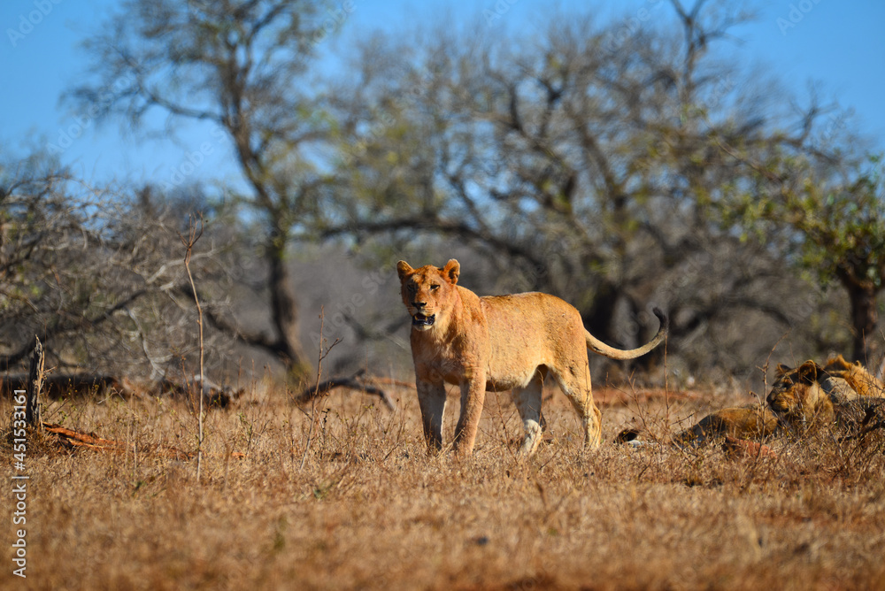 Naklejka premium A lioness stands proud beside its pride on the woodlands of southern Kruger National Park, South Africa