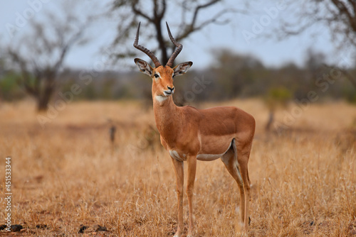 An impala on an overcast morning on the grasslands of central Kruger National Park, South Africa photo