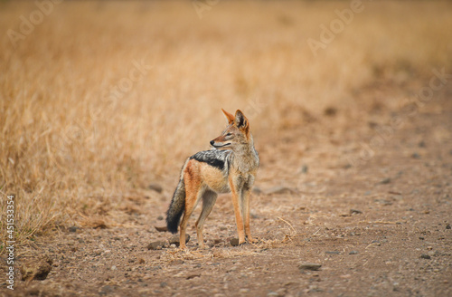 A black-backed jackal (Lupulella mesomelas) by the side of a gravel road on the grasslands of Kruger National Park, Mpumalanga Province, South Africa photo