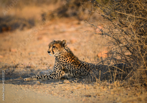 Fotografia, Obraz A cheetah lying down under the shade of a bush by the side of a dirt road during