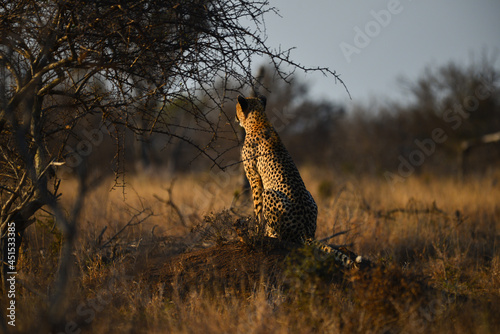 A cheetah observing the grasslands on a small mound during sunset, central Kruger National Park, South Africa