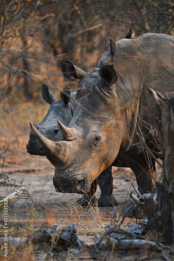 A mother white rhino feeding on dry grass along its baby on the woodlands of the Greater Kruger area, South Africa A mother white rhino feeding on dry grass along its baby on the woodlands of the Greater Kruger area, South Africa