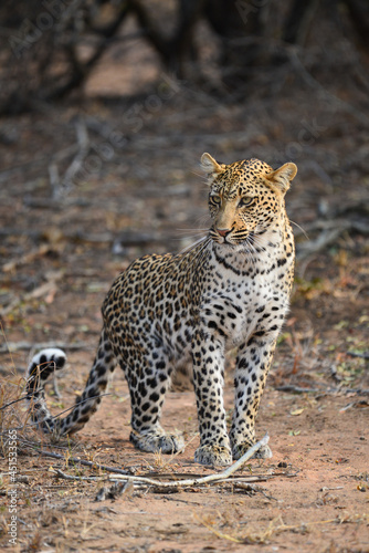 An african leopard (Panthera pardus pardus) sitting down on the woodlands of the Greater Kruger area, South Africa
