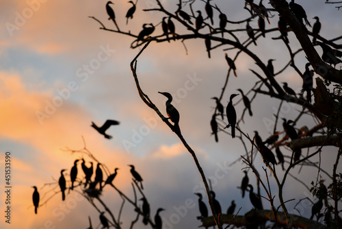 Silhouette of a bare tree full of neotropic cormorants at sunset in the wetlands of the Guaporé-Itenez river, near Remanso, Beni Department, Bolivia, on the border with Rondonia, Brazil photo