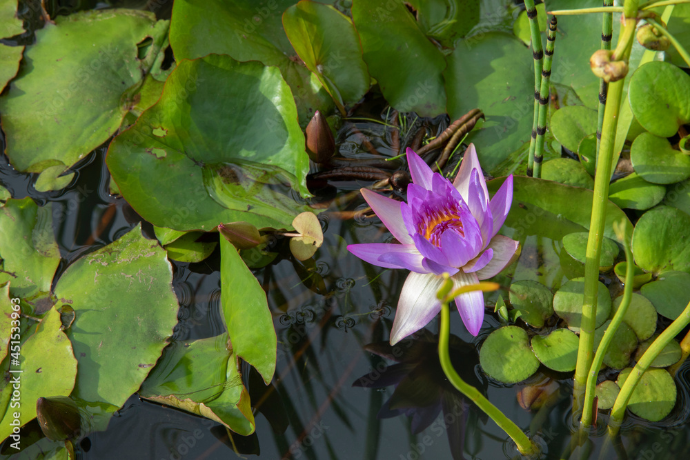 Exotic aquatic plants. Closeup view of a tropical water lily, Nymphaea Tina, green floating leave and beautiful flower of white and purple petals, spring blooming in the pond. Exotic aquatic plants. Closeup view of a tropical water lily, Nymphaea Tina, green floating leave and beautiful flower of white and purple petals, spring blooming in the pond.