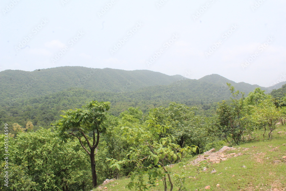 Obraz premium landscape with trees and clouds
