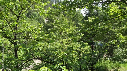 Green trees on sunny with a small camping spot behind them
