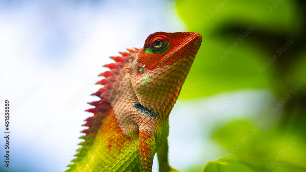 Obraz premium Colorful garden lizard close-up macro portraiture photo. Vivid bright colors on the changeable skin. Head lifted up posing for the camera, beautiful natural wildlife photograph. Soft bokeh background.