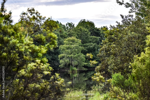 Cypress tree standing in a calm bayou