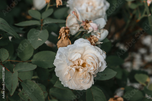 white rose flowers