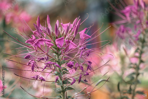SPIDER FLOWER