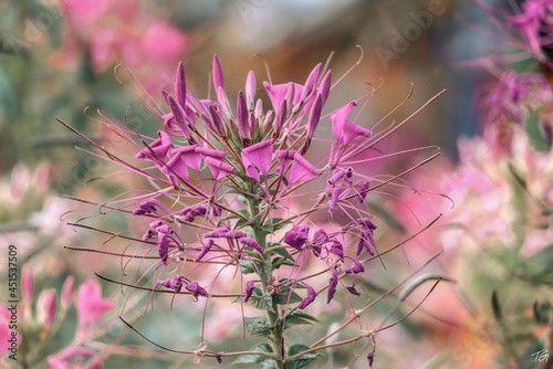 flowers in the garden