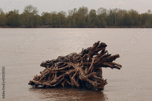 Fotografie Large branchy wooden drift lies in the water.