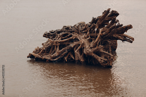 Tablou pe pânză Large branchy wooden drift lies in the water.