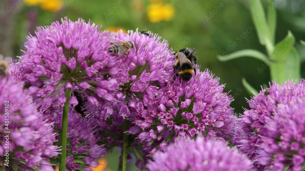 Close-up of bumblebees harvesting on a garden leeks (allium lusitanicum) Close-up of bumblebees harvesting on a garden leeks (allium lusitanicum)