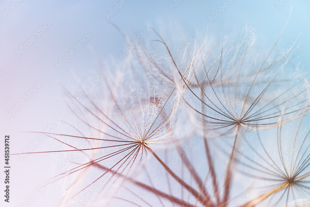 Abstract dandelion blowball background. Macrophotography of fluffy dandelion seeds. Abstract dandelion blowball background. Macrophotography of fluffy dandelion seeds.