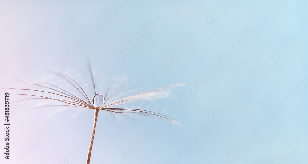 Dew water drop on dandelion seed, macrophotography. Fluffy dandelion seed with beautiful raindrop, soft selective focus.