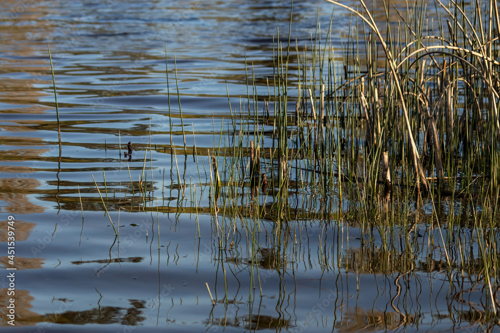 tall grass and reeds growing out of the water tall grass and reeds growing out of the water