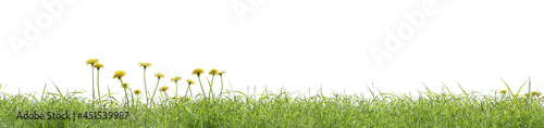 Fresh green meadow on a white background, photorealistic background, 3d rendering, nature concept with space for text