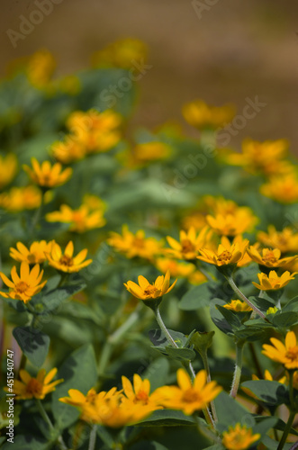 yellow flowers with green leaves background. © HerindraPrawira