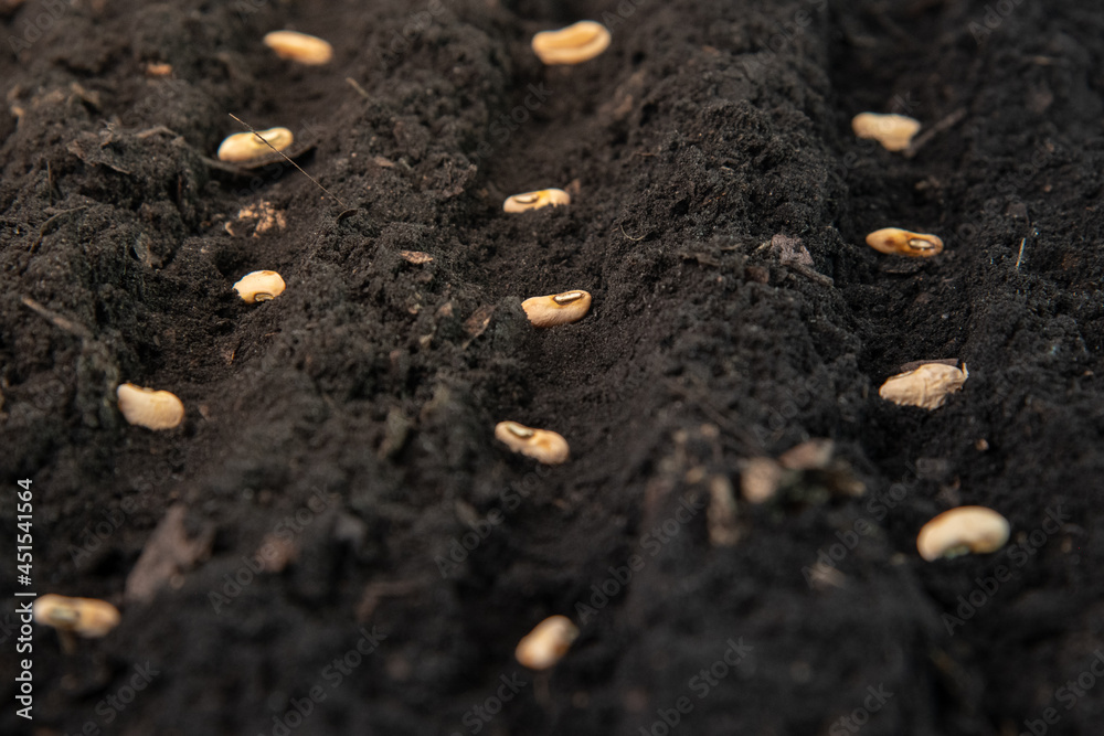 growing seeds of vegetable on sowing soil at garden metaphor gardening, agriculture concept. growing seeds of vegetable on sowing soil at garden metaphor gardening, agriculture concept.