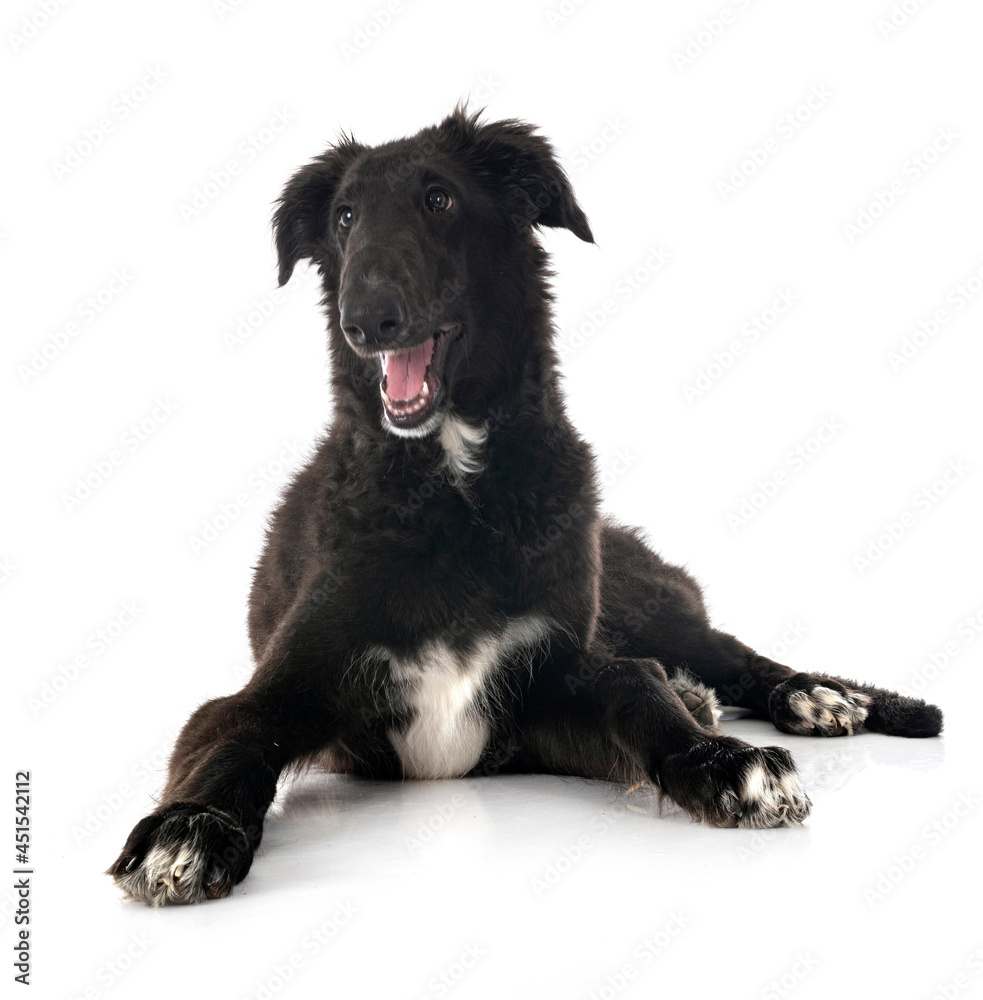 young borzoi in studio young borzoi in studio