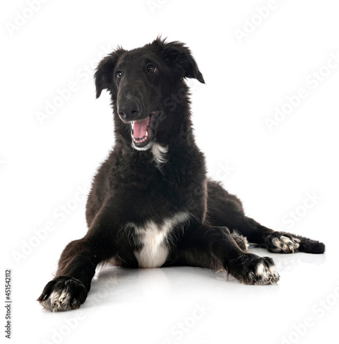 young borzoi in studio