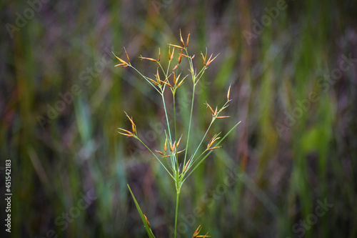 Fotografie, Obraz Wild grass in the grassy swamp