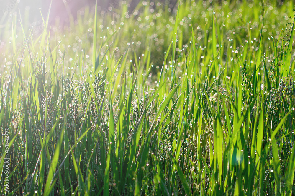 Dew drops on bright green grass. Beautiful natural tender nature background Dew drops on bright green grass. Beautiful natural tender nature background