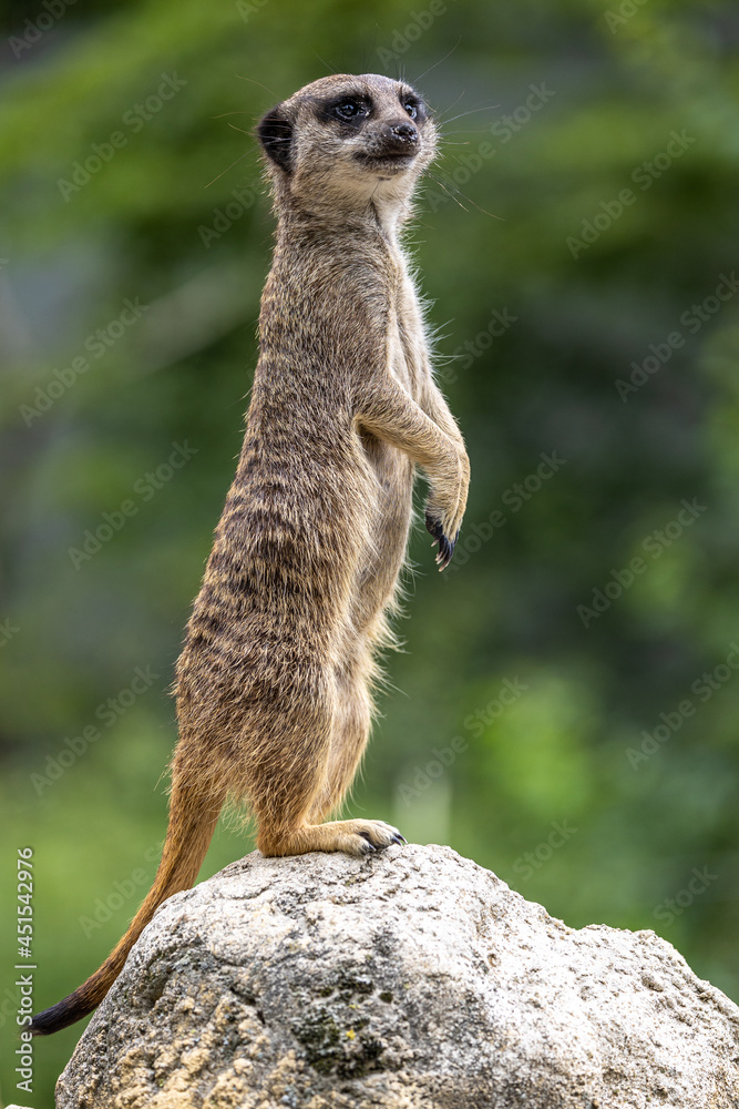 Fototapeta premium Meerkat, Suricata suricatta sitting on a stone and looking into the distance