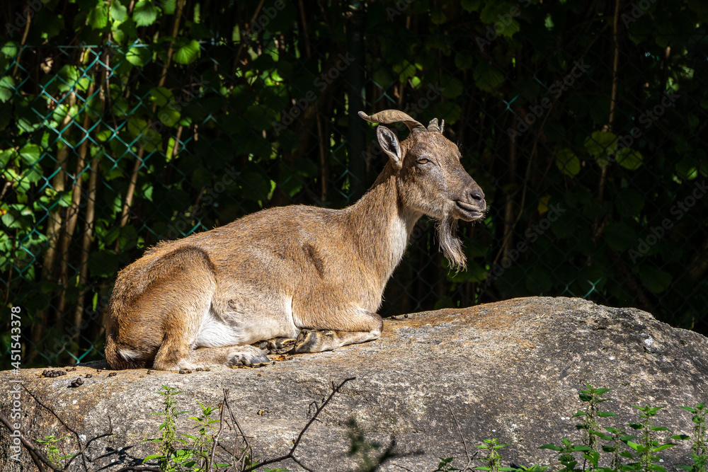 Turkmenian markhor, Capra falconeri heptneri stand on rocks Turkmenian markhor, Capra falconeri heptneri stand on rocks